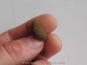 bot fly larvae casing (1)