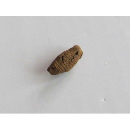 bot fly larvae casing (2)