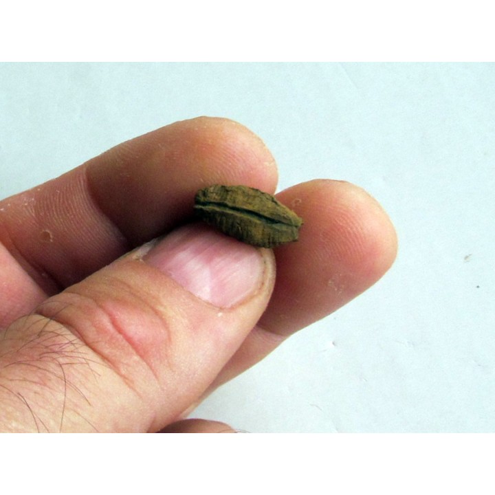 bot fly larvae casing (2)