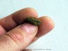 bot fly larvae casing (2)