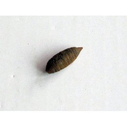 bot fly larvae casing (4)