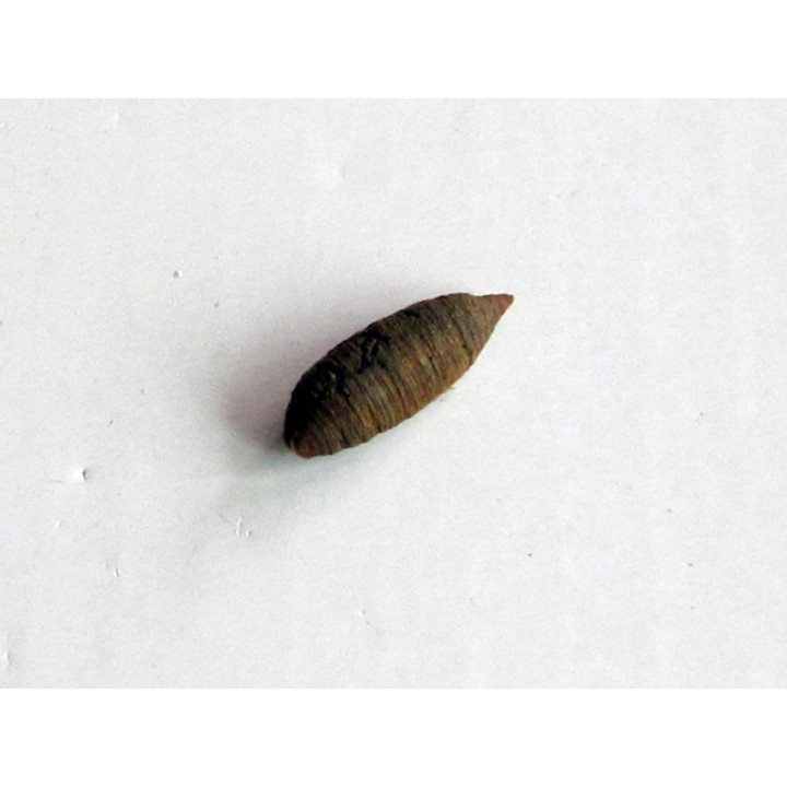 bot fly larvae casing (4)