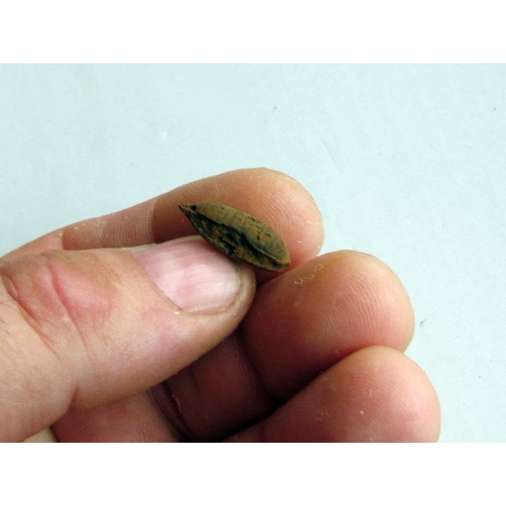 bot fly larvae casing (4)
