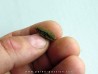 bot fly larvae casing (4)