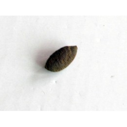 bot fly larvae casing (6)