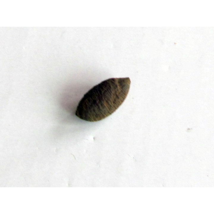 bot fly larvae casing (6)
