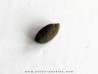 bot fly larvae casing (6)