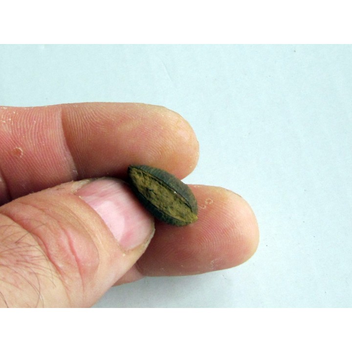 bot fly larvae casing (6)