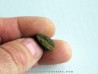 bot fly larvae casing (6)