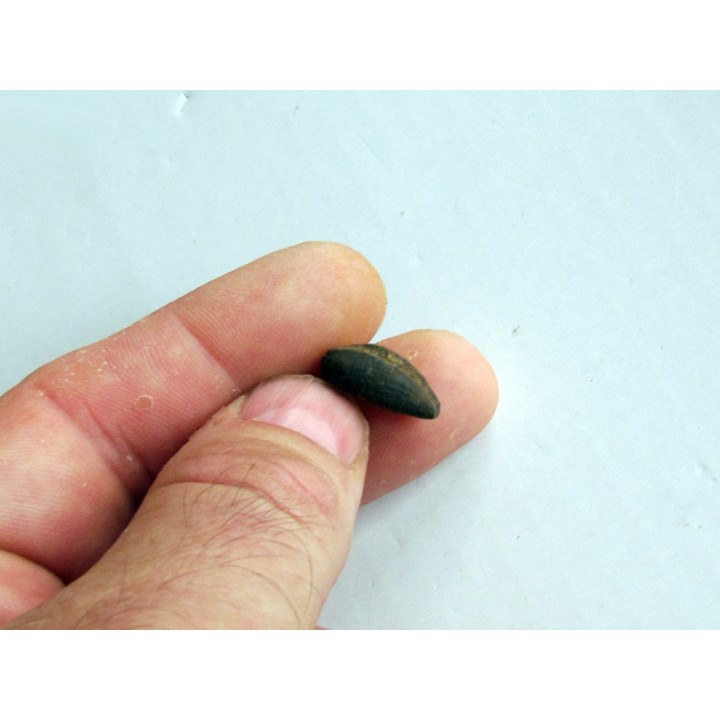 bot fly larvae casing (7)