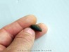 bot fly larvae casing (7)