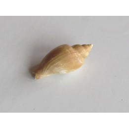 cryptochorda stromboides