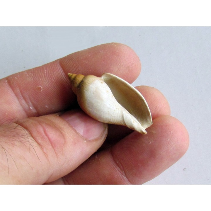 cryptochorda stromboides