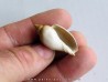 cryptochorda stromboides