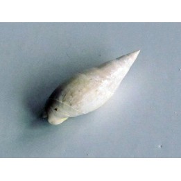 ancilla buccinoides