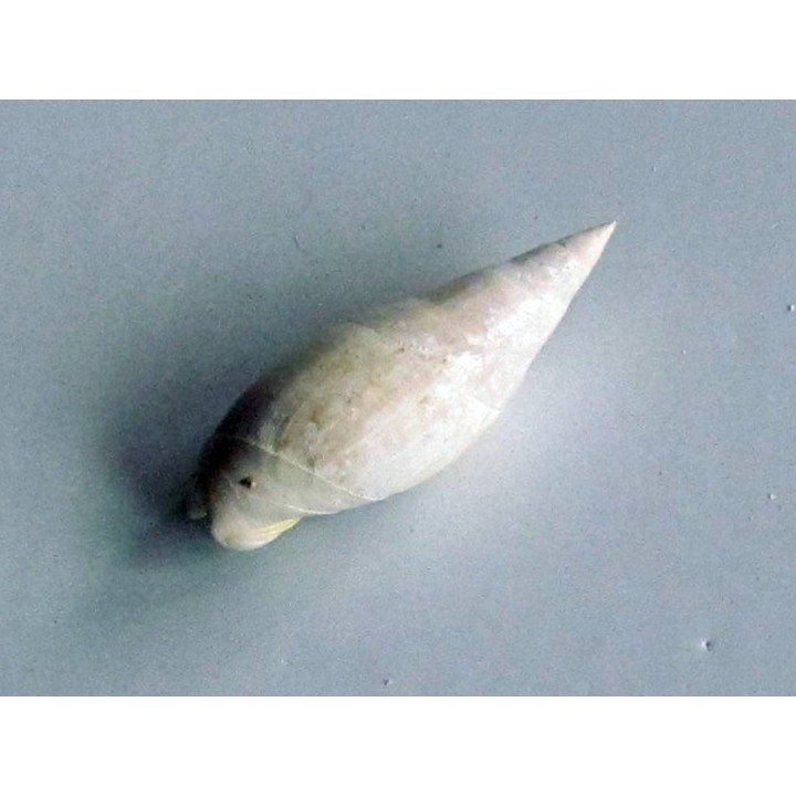 ancilla buccinoides