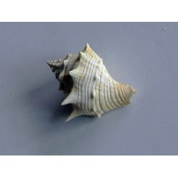 melongena mixtus