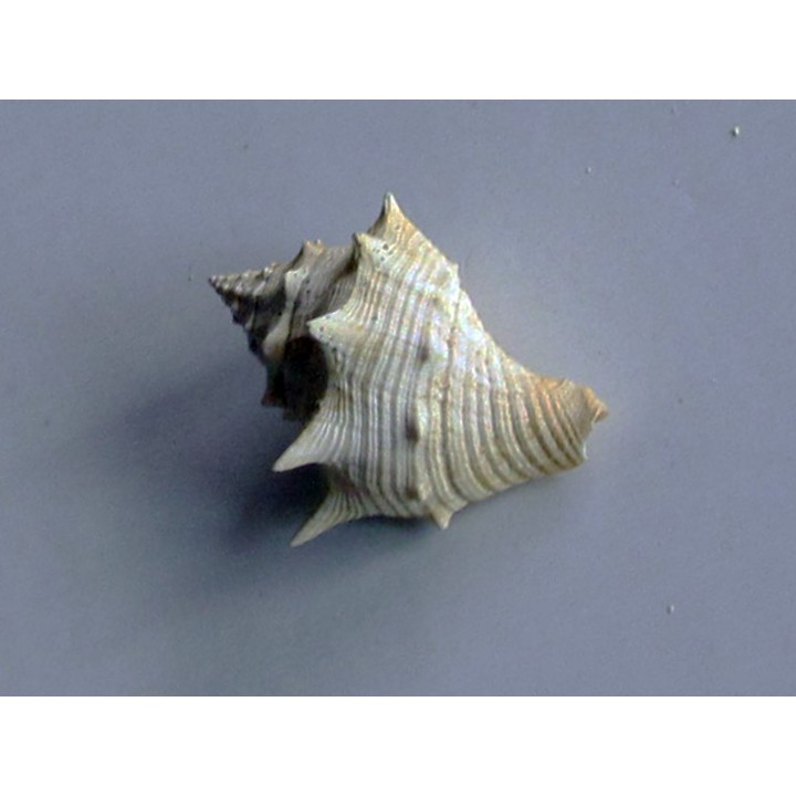 melongena mixtus