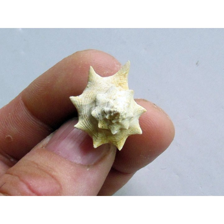 melongena mixtus
