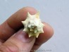 melongena mixtus