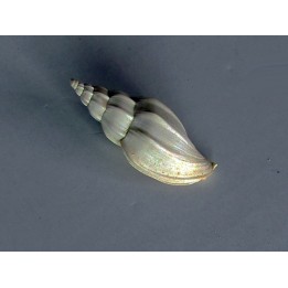 eopsephaea torulosa