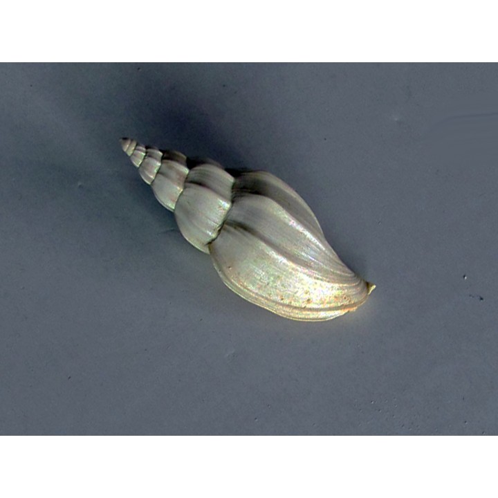 eopsephaea torulosa
