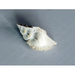 murex tripteroides