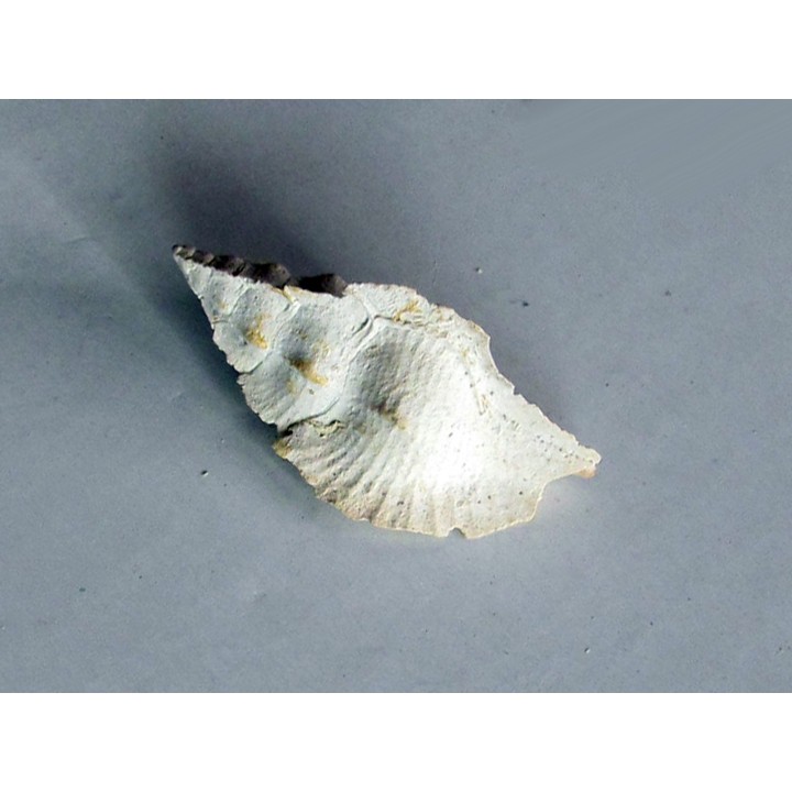 murex tripteroides