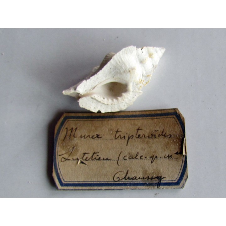 murex tripteroides