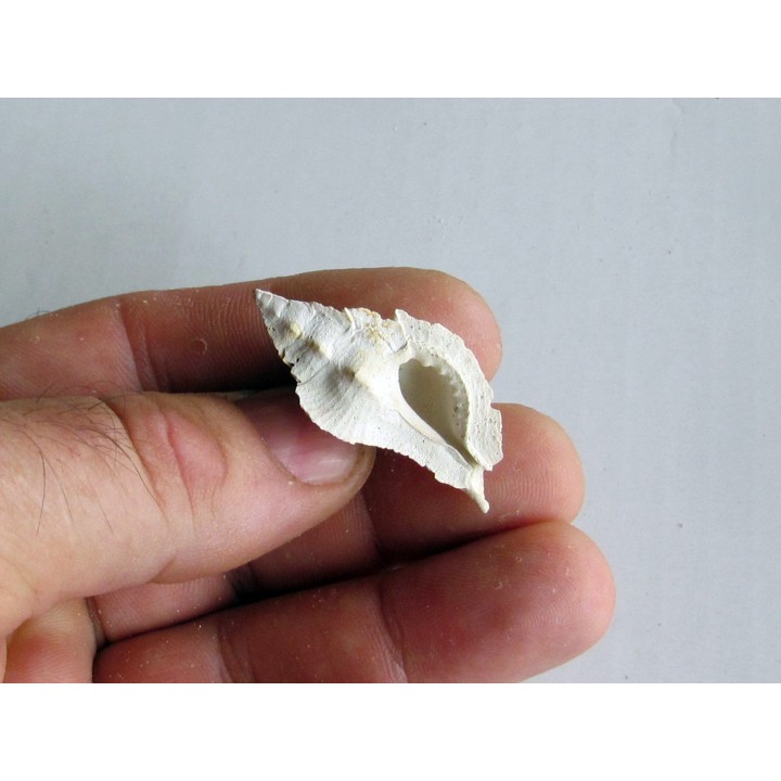 murex tripteroides