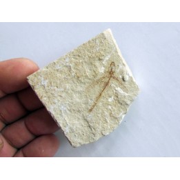 EXOCOETOIDES MINOR (flying fish) (2)