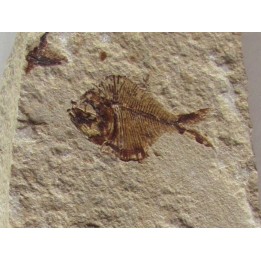 DIPLOMYSTUS BIRDI (1)