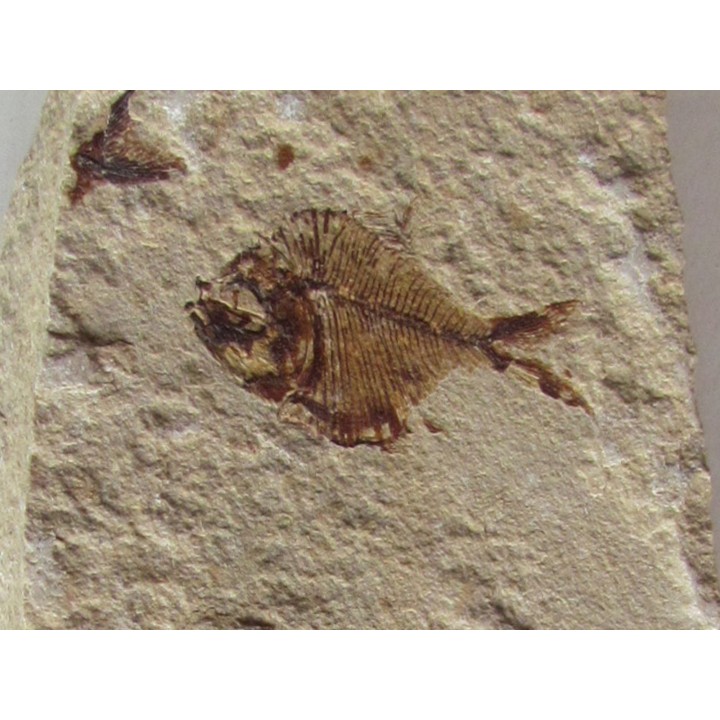 DIPLOMYSTUS BIRDI (1)