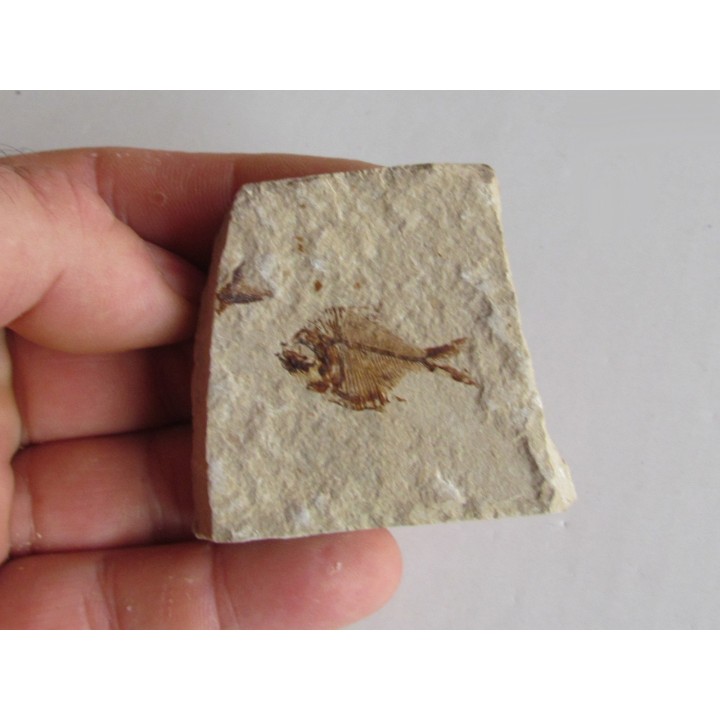 DIPLOMYSTUS BIRDI (1)