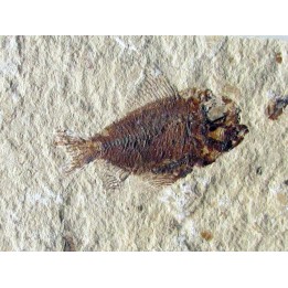CTENOTHRISSA VEXILLIFER