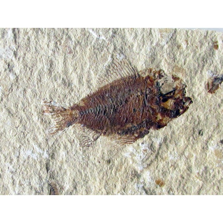 CTENOTHRISSA VEXILLIFER