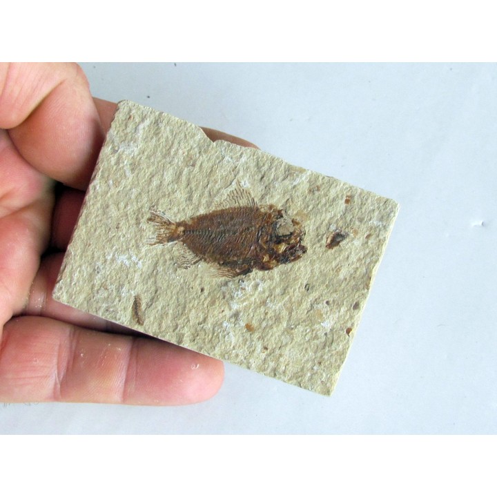 CTENOTHRISSA VEXILLIFER