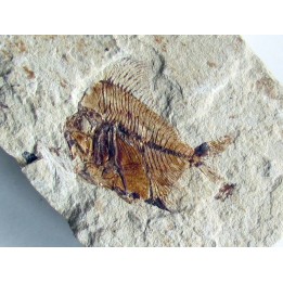 AIPICHTHYS VELIFER (1)
