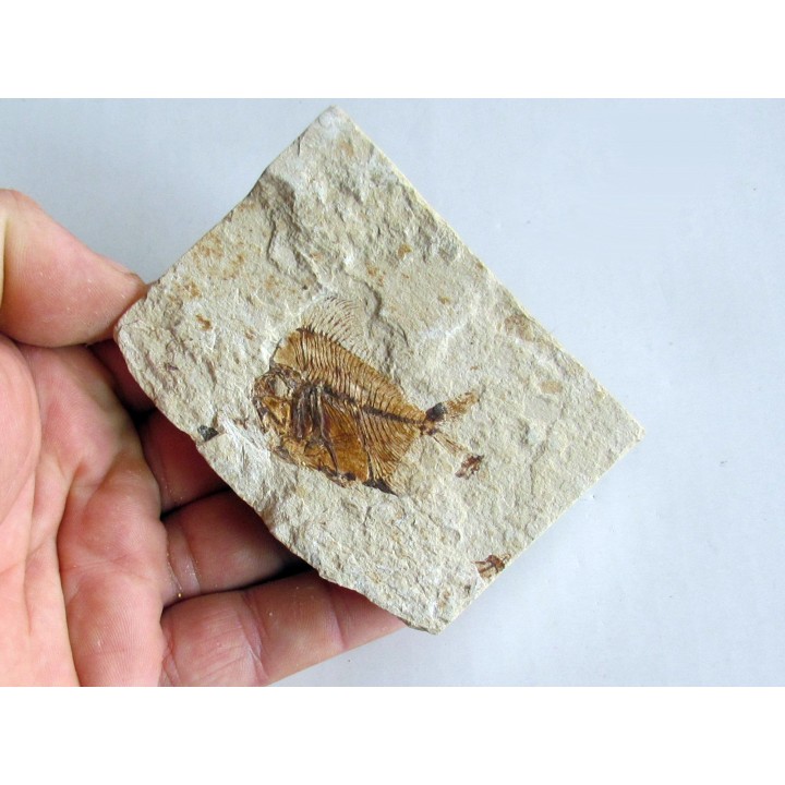 AIPICHTHYS VELIFER (1)