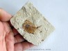 AIPICHTHYS VELIFER (1)