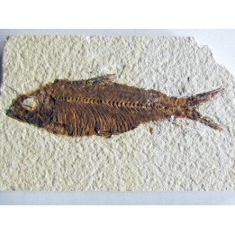 KNIGHTIA EOCAENA (14)