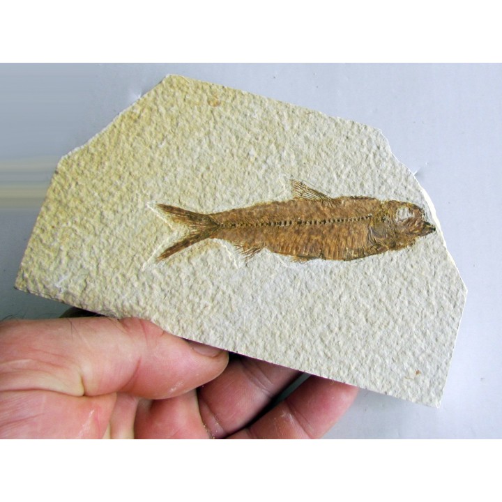 KNIGHTIA EOCAENA (15)