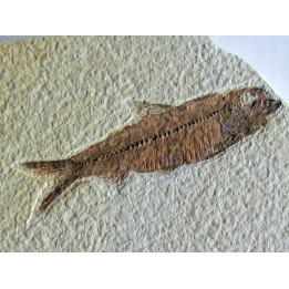 KNIGHTIA EOCAENA (15)