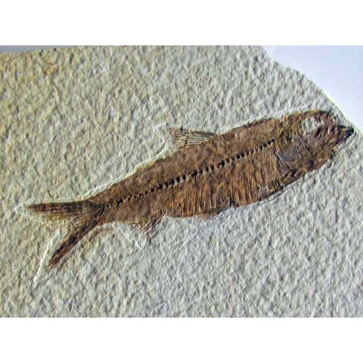 KNIGHTIA EOCAENA (15)