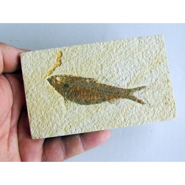 KNIGHTIA EOCAENA (16)