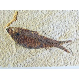 KNIGHTIA EOCAENA (16)