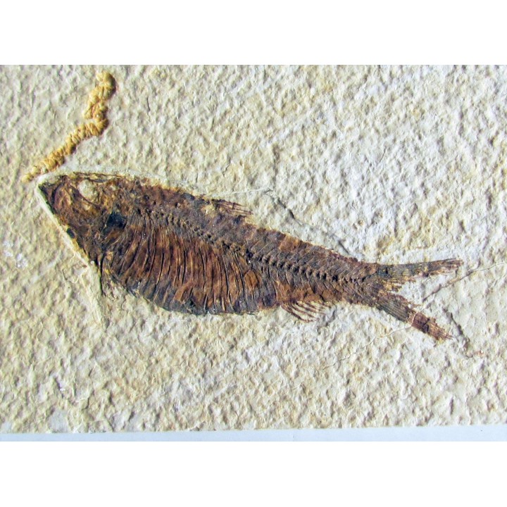 KNIGHTIA EOCAENA (16)