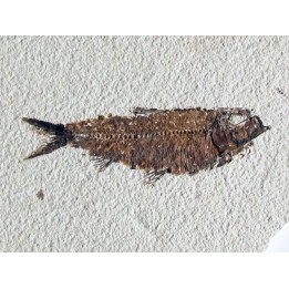 KNIGHTIA EOCAENA (17)