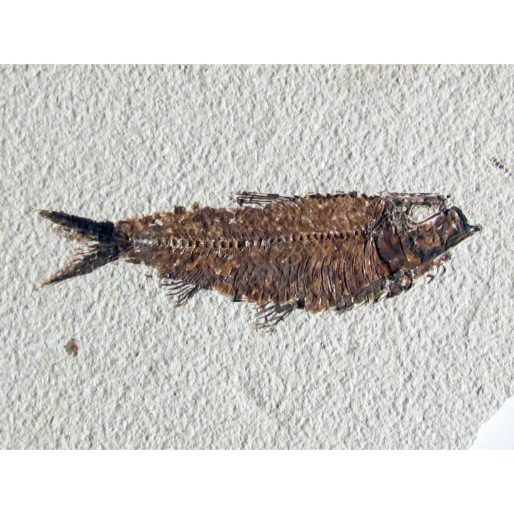 KNIGHTIA EOCAENA (17)