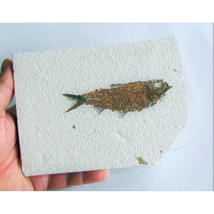 KNIGHTIA EOCAENA (17)
